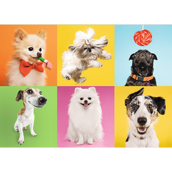 PUZZLE 500 ELEMENTÓW PIESKI PSY PIES KOLAŻ UKŁADANKA - 37378 TREFL