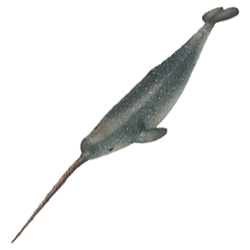 NARWAL JEDNOZĘBNY ZOOLANDIA FIGURKA KOLEKCJONERSKIE ŚWIAT ZWIERZĄT