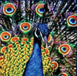 HAFT DIAMENTOWY DIAMOND PAINTING 30X30 5D PTAK PAW