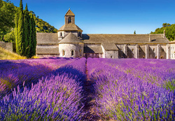 PUZZLE POLA LAWENDY LAVENDER FIELD IN PROVENCE 1000 CASTORLAND