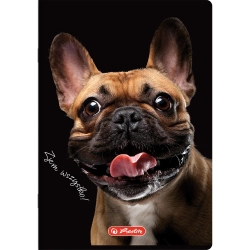 ZESZYT A5 KRATKA 60 KARTEK MARGINES HERLITZ CRAZY ANIMALS ZWIERZĘTA - 5 szt