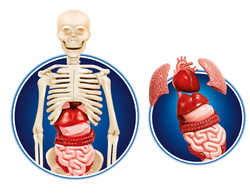CIAŁO LUDZKIE ANATOMIA CZŁOWIEKA SZKIELET NAUKOWA ZABAWA CLEMENTONI