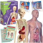 CIAŁO LUDZKIE MINI ANATOMIA CZŁOWIEKA SZKIELET NAUKOWA ZABAWA CLEMENTONI