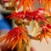 LEGO BOTANICALS JAPOŃSKI KLON PALMOWY BONSAI DRZEWKO KLOCKI 474 EL. 10348