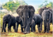 PUZZLE 1000 ELEMENTÓW AFRYKAŃSKIE SŁONIE SAWANNA UKŁADANKA TREFL 10442