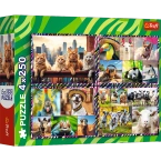 PUZZLE ZABAWNE ZWIERZAKI 4x250 EL. KOTY PSY ZEBRA UKŁADANKA TREFL 13313