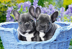 PUZZLE FRENCH BULLDOG PUPPIES 1000 CASTORLAND