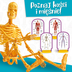 MAŁY GENIUSZ POZNAJ CIAŁO CZŁOWIEKA SZKIELET PLAKATY Z NARZĄDAMI LISCIANI