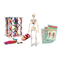 CIAŁO LUDZKIE MINI ANATOMIA CZŁOWIEKA SZKIELET NAUKOWA ZABAWA CLEMENTONI