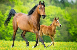 PUZZLE 54 MINI ŚWIAT KONI KONIKI KONIE KIESZONKOWE UKŁADANKA TREFL 19725