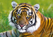 PUZZLE TYGRYS  500 EL - TREFL 37192