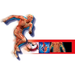 CIAŁO LUDZKIE ANATOMIA CZŁOWIEKA SZKIELET NAUKOWA ZABAWA CLEMENTONI