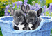 PUZZLE FRENCH BULLDOG PUPPIES 1000 CASTORLAND