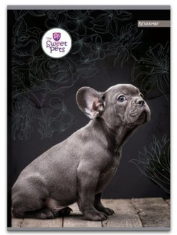 ZESZYT A4 KRATKA 60 K PIESEK SWEET PETS BENIAMIN