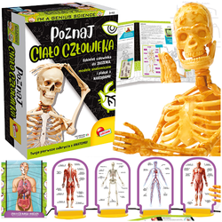 MAŁY GENIUSZ POZNAJ CIAŁO CZŁOWIEKA SZKIELET PLAKATY Z NARZĄDAMI LISCIANI