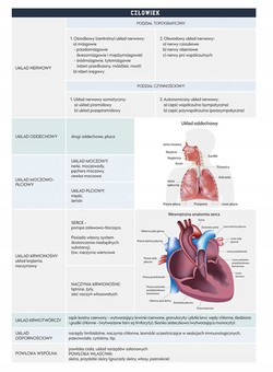 ZESZYT A5 BIOLOGIA W KRATKĘ 60 K PRZEDMIOTOWY ZE ŚCIĄGĄ INTERDRUK