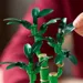 LEGO ICONS DRACENA SANDERA BOTANICALS KWIATY W DONICZCE BAMBUS 325EL. 10344